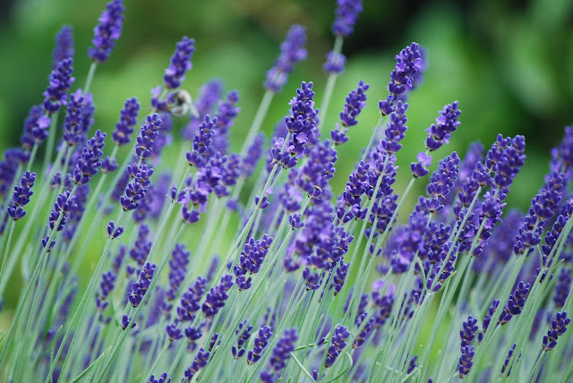 LA LAVANDA