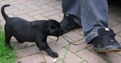 tug of war between a puppy and a shoe lace