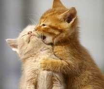 [beso de gatos (8)[2].jpg]