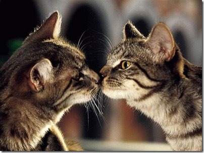 beso de gatos (15)