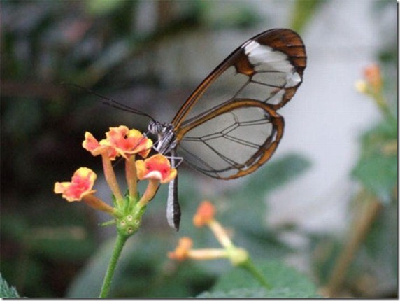 mariposa transparente blogdeimagenes-com (4)
