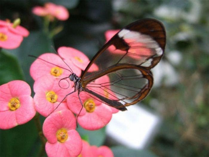 [mariposa transparente blogdeimagenes-com (6)[4].jpg]