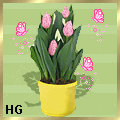 tulip_522222222222323222422 tulip_522222222222323222422