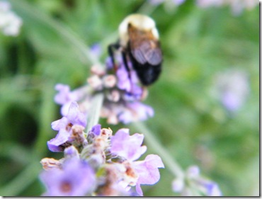 2010_0616bees0038