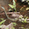 Western Ribbon Snake