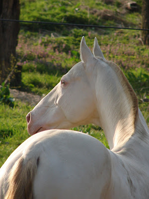 DSC02271.JPG