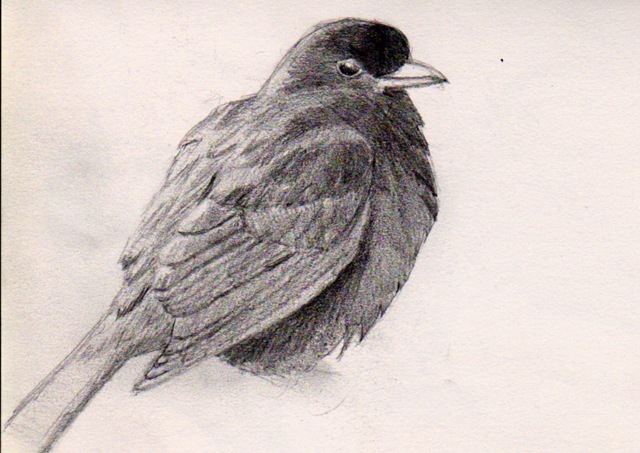 [Blackbird[3].jpg]