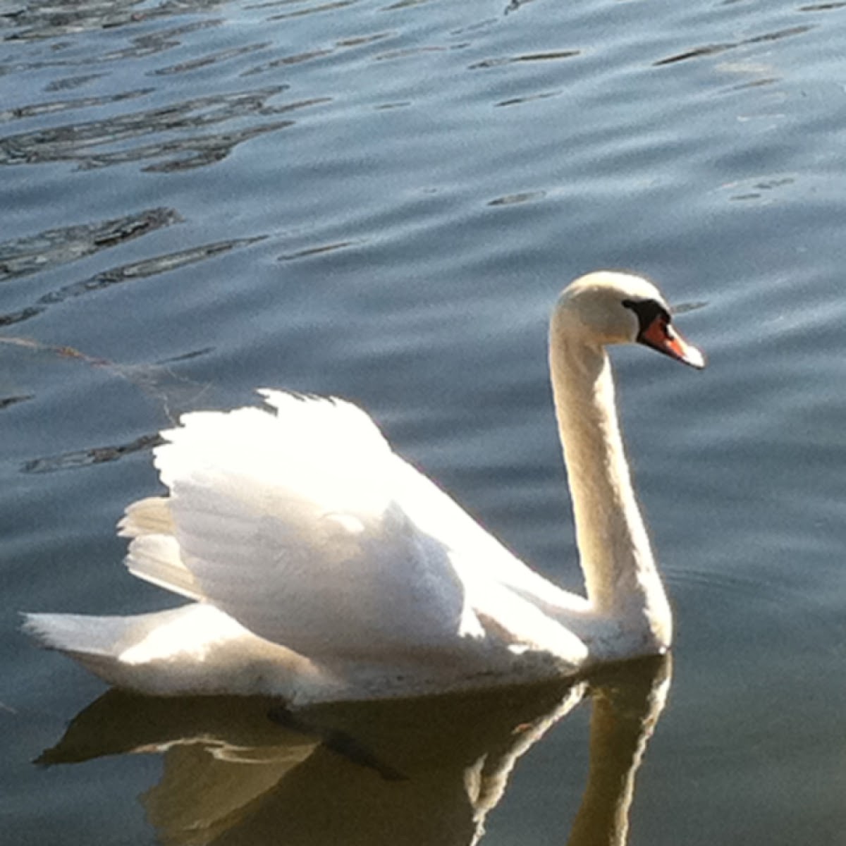 Swan