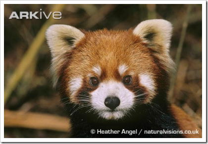 ARKive: Red Panda