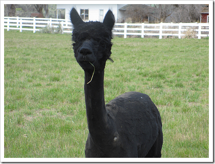 Freshly sheared alpaca in Douglas (click for larger image)