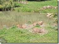 2010.09.04-025 capybaras