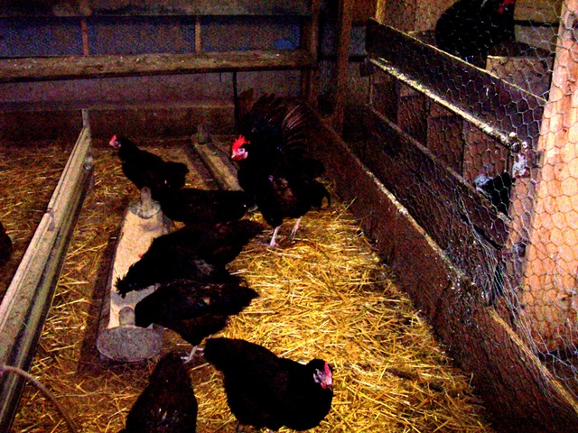 [2010.09.04-036 conservatoire de poules anciennes[2].jpg]