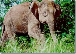 Éléphant pygmée de Bornéo