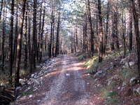 Gozdna cesta proti Skoznu