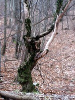 Naravna skulptura v gozdu
