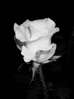 0337.gif