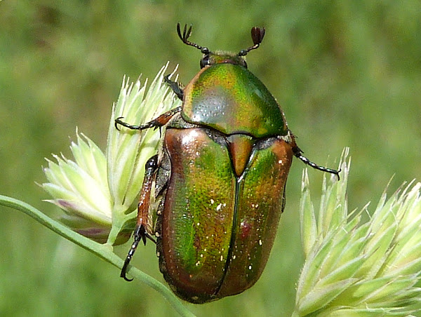 Emerald Euphoria Beetle | Project Noah