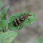 Scorpion Fly