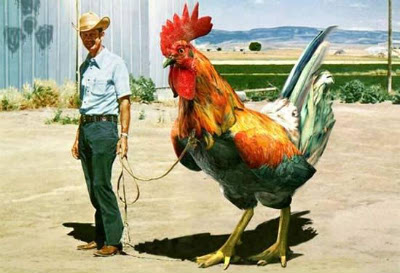 huge rooster ab061410 6 Ridiculous Arguments That Actually  Happened on Wikipedia