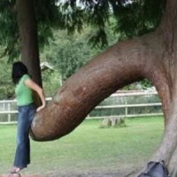 Trees That Look Like Genitals