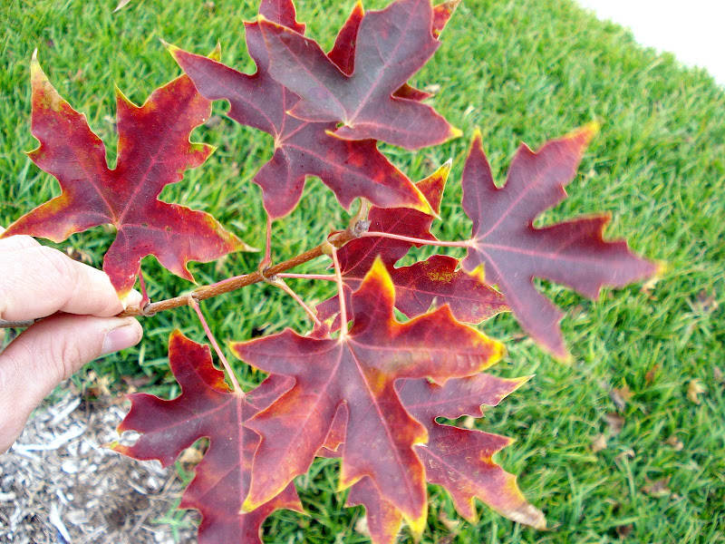 Tree suggestion for front yard specimen