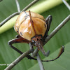 Escarabajo rinoceronte - Rhinoceros Beetle