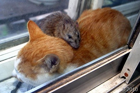 friendship-mouse-cat