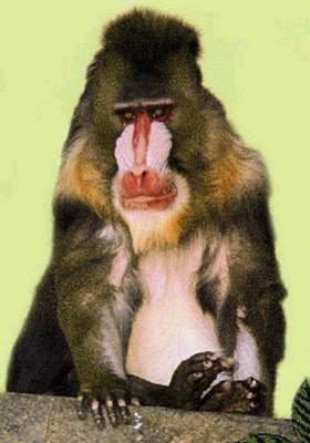 Mona Guenon monkey 01
