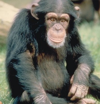 [Chimpanzee2.jpg]