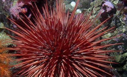 [7 Animals With the Longest Life Spans - seaurchin[5].jpg]