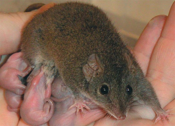 polygamous_antechinus_02 polygamous_antechinus_02