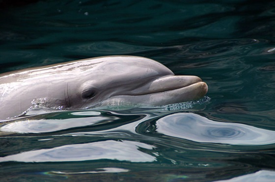 polygamous_bottlenose_dolphin polygamous_bottlenose_dolphin