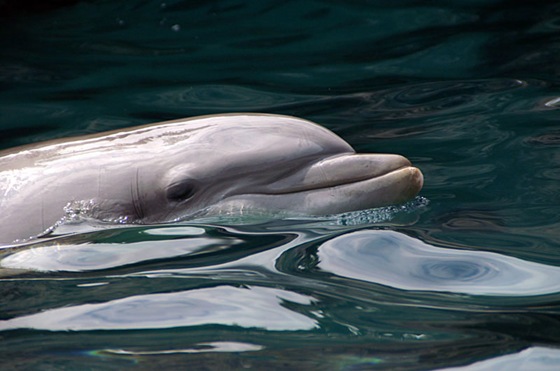 polygamous_bottlenose_dolphin