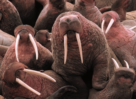 polygamous_walrus polygamous_walrus