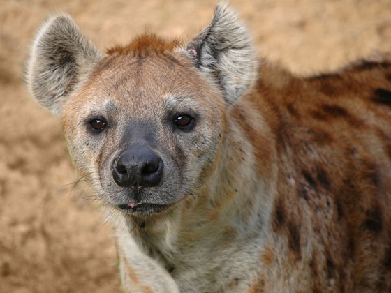 polygamous_hyena