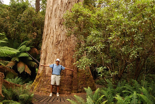 Giant Eucalyptus Trees of Tasmania