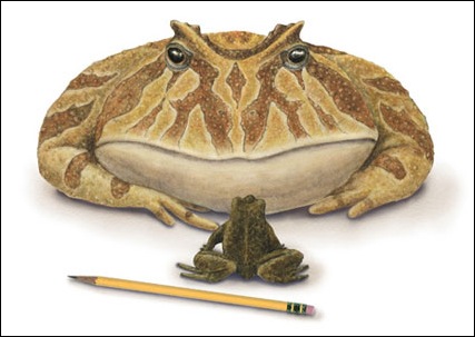 biggest-frog-picture