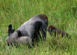gorillas-mating-picture