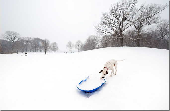 dalmation-and-blue-sled1