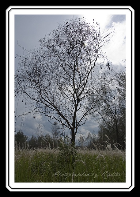 [Lone Withered Tree[12].jpg]
