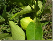 1st lemon ripening_1_1