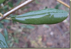 olive leaf in rain1_1_1