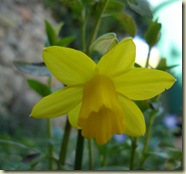first daffodil_1_2_1