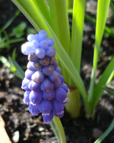 [grape hyacinth1_1_1_1[3].jpg]