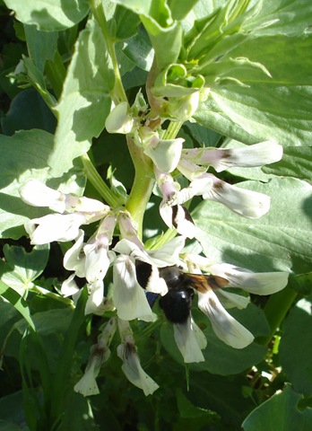 [broad bean flowers + beetle_1_1[2].jpg]
