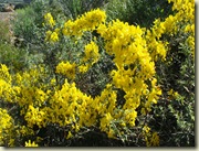 Genista hirsuta_1_1