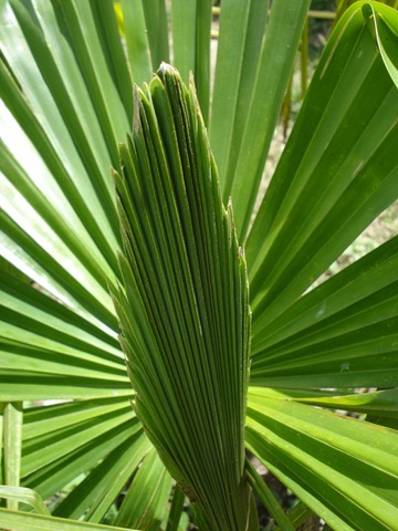 [palm leaf_1_1[3].jpg]