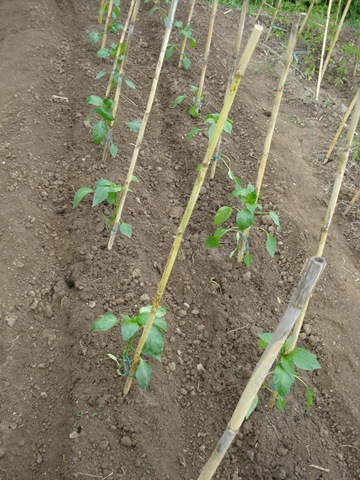 [pepper plants_1_1[2].jpg]