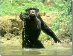 bonobo2