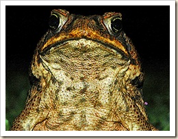 Mr__Frog_by_SirSpic